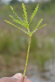 Attēlu rezultāti vaicājumam “Najas marina”