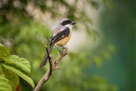 Attēlu rezultāti vaicājumam “Laniidae”