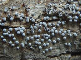 Attēlu rezultāti vaicājumam “Badhamia panicea”