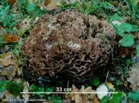 Image result for Podoscypha multizonata