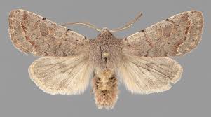 Attēlu rezultāti vaicājumam “Orthosia populeti”