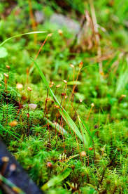 Attēlu rezultāti vaicājumam “Sphagnum flexuosum”