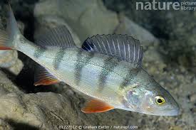 Attēlu rezultāti vaicājumam “Perca fluviatilis”