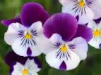 Fotos De Flores Bonitas
