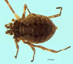 Attēlu rezultāti vaicājumam “Lophopilio palpinalis”