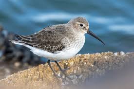 Attēlu rezultāti vaicājumam “Calidris alpina”