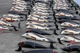 Image result for massacre golfinhos dinamarca