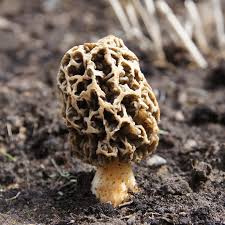 Attēlu rezultāti vaicājumam “Morchella sp.”