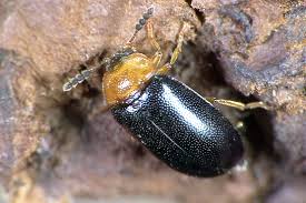 Attēlu rezultāti vaicājumam “Tetratoma fungorum”