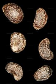 Attēlu rezultāti vaicājumam “Galium album bud”