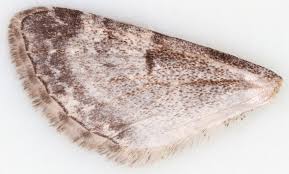 Attēlu rezultāti vaicājumam “Eupithecia subumbrata”