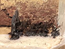 Attēlu rezultāti vaicājumam “Symphytocarpus impexus”