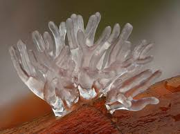 Attēlu rezultāti vaicājumam “Ceratiomyxa fruticulosa spores”