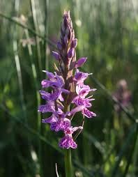 Attēlu rezultāti vaicājumam “Dactylorhiza ochroleuca bud”