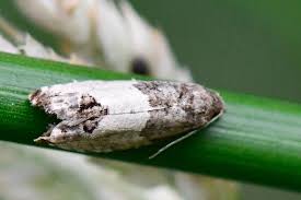 Attēlu rezultāti vaicājumam “Spilonota ocellana”