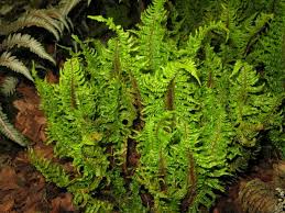 Attēlu rezultāti vaicājumam “Dryopteris cristata”
