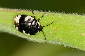 Attēlu rezultāti vaicājumam “Tritomegas bicolor imago”