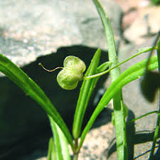 Attēlu rezultāti vaicājumam “Veronica scutellata flower”