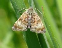 Attēlu rezultāti vaicājumam “Panemeria tenebrata”