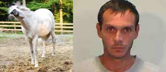 Cavalo da pol&iacute;cia leva porrada de americano burro - Not&iacute;cias - R7.com