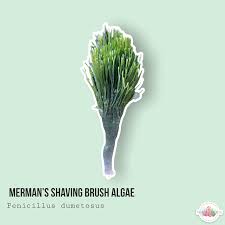 Attēlu rezultāti vaicājumam “Diderma umbilicatum macro”