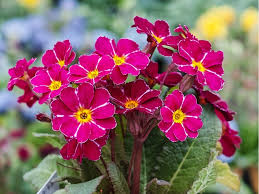 Attēlu rezultāti vaicājumam “Primula x polyantha”