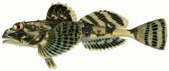 Image result for Myoxocephalus octodecemspinosus