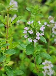 Attēlu rezultāti vaicājumam “Thymus serpyllum”