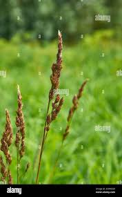 Attēlu rezultāti vaicājumam “Carex appropinquata”