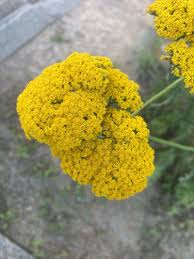 Image result for Achillea filipendulina