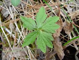 Attēlu rezultāti vaicājumam “Petasites spurius leaf”