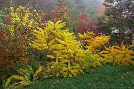 Attēlu rezultāti vaicājumam “Rhus typhina flower”
