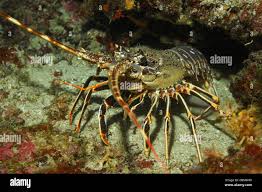 Image result for Palinurus elephas