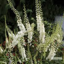 Attēlu rezultāti vaicājumam “Cenolophium denudatum leaf”