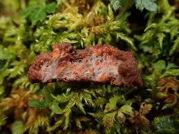 Attēlu rezultāti vaicājumam “Tubifera montana”