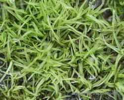 Attēlu rezultāti vaicājumam “Weissia squarrosa”