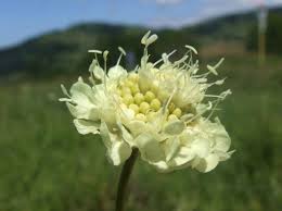 Image result for Scabiosa ochroleuca