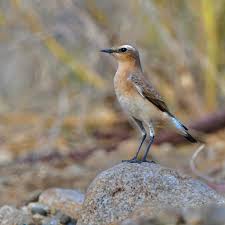 Attēlu rezultāti vaicājumam “Oenanthe oenanthe”