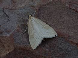 Attēlu rezultāti vaicājumam “Udea lutealis”