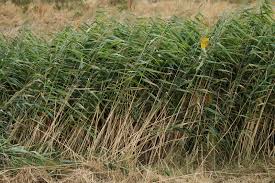 Attēlu rezultāti vaicājumam “Phragmites communis fruit”