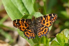 Attēlu rezultāti vaicājumam “Araschnia levana larva”