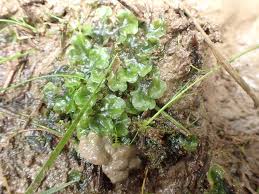 Attēlu rezultāti vaicājumam “Pellia epiphylla”