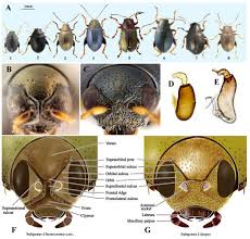 Attēlu rezultāti vaicājumam “Alticinae”