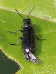 Attēlu rezultāti vaicājumam “Dasytes caeruleus imago”