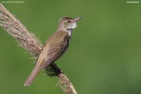 Attēlu rezultāti vaicājumam “Acrocephalus arundinaceus adult”