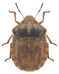 Attēlu rezultāti vaicājumam “Eurygaster testudinaria”