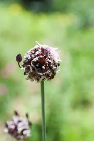 Attēlu rezultāti vaicājumam “Allium scorodoprasum bud”