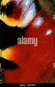 Attēlu rezultāti vaicājumam “Inachis io underside”