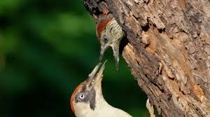 Attēlu rezultāti vaicājumam “Picus viridis nest”