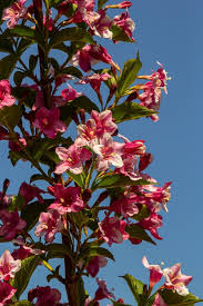 Attēlu rezultāti vaicājumam “Weigela praecox”